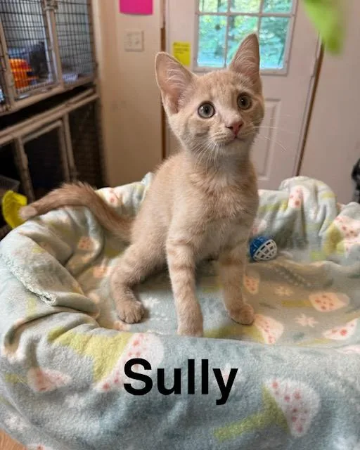 Sully thumbnail 4