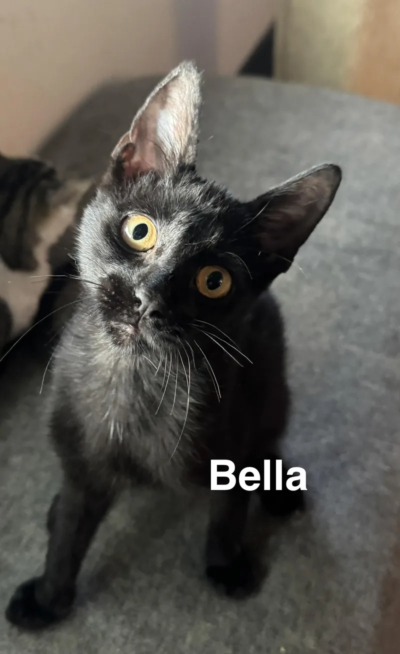 A baby medium-sized female Black American Shorthair cat named Bella for adoption in Massillon, OH