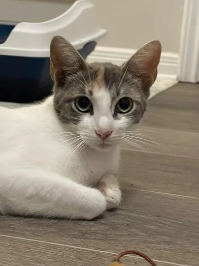 A young small-sized female Calico cat named Kit Kat for adoption in Liverpool, TX