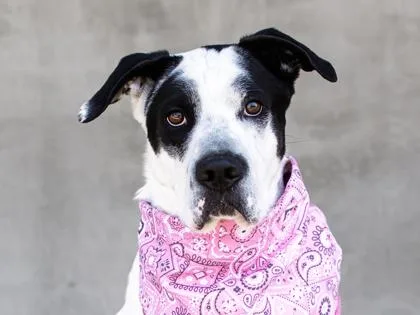 An adult large-sized male Mixed Breed dog named Waffles for adoption in Longmont, CO