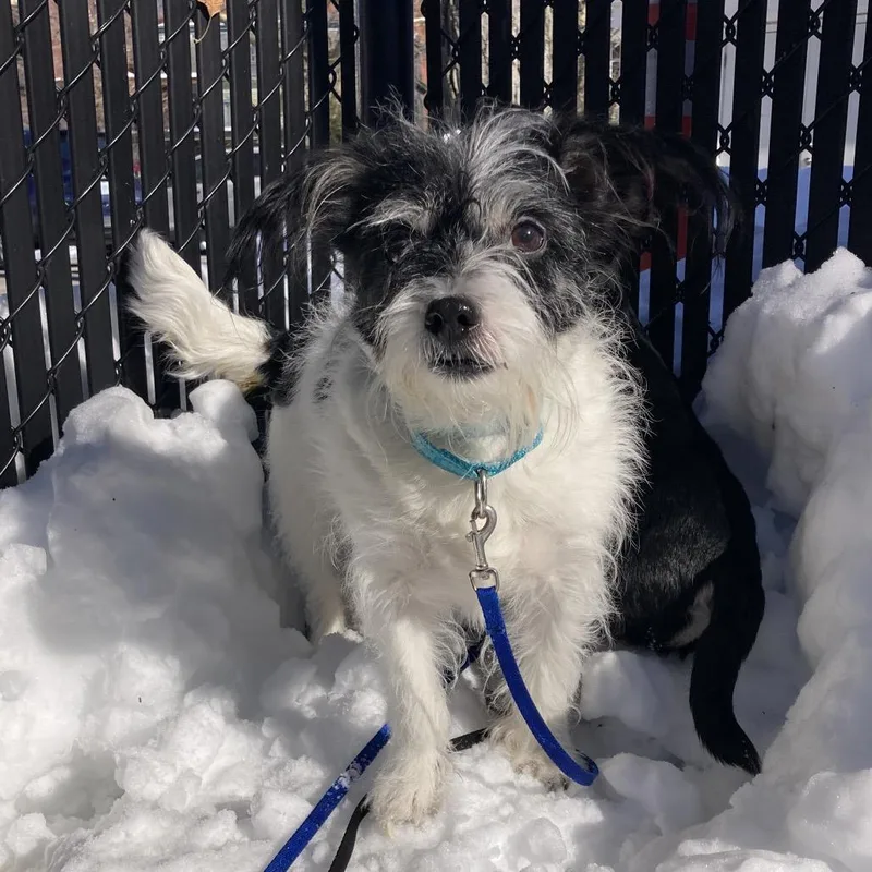 A senior small-sized female Black Mixed Breed dog named Miracle for adoption in Providence, RI