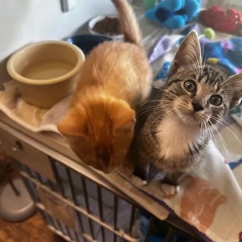 A baby small-sized male Orange / Red Domestic Short Hair cat named Woods and Whimsy for adoption in Hutchinson, MN