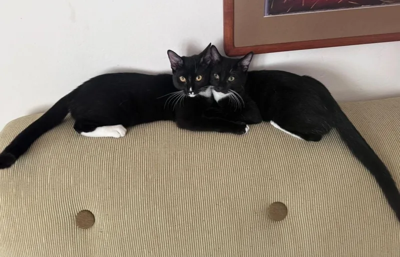 Trixie & Cry Baby thumbnail 3