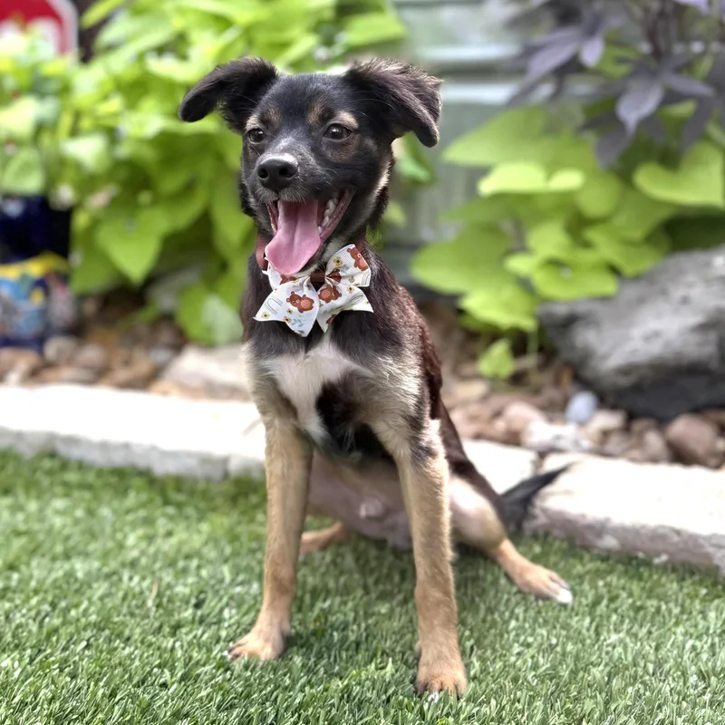 A young small-sized male Black Miniature Pinscher dog named Jack for adoption in Southport, CT