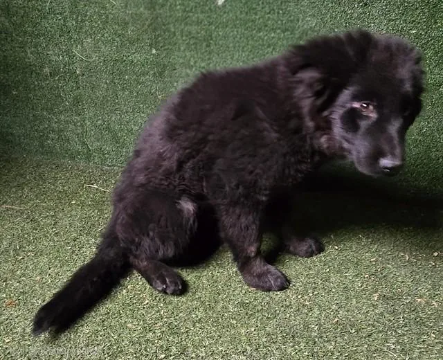 A baby small-sized female Newfoundland Dog dog named Evan for adoption in Lancaster, CA