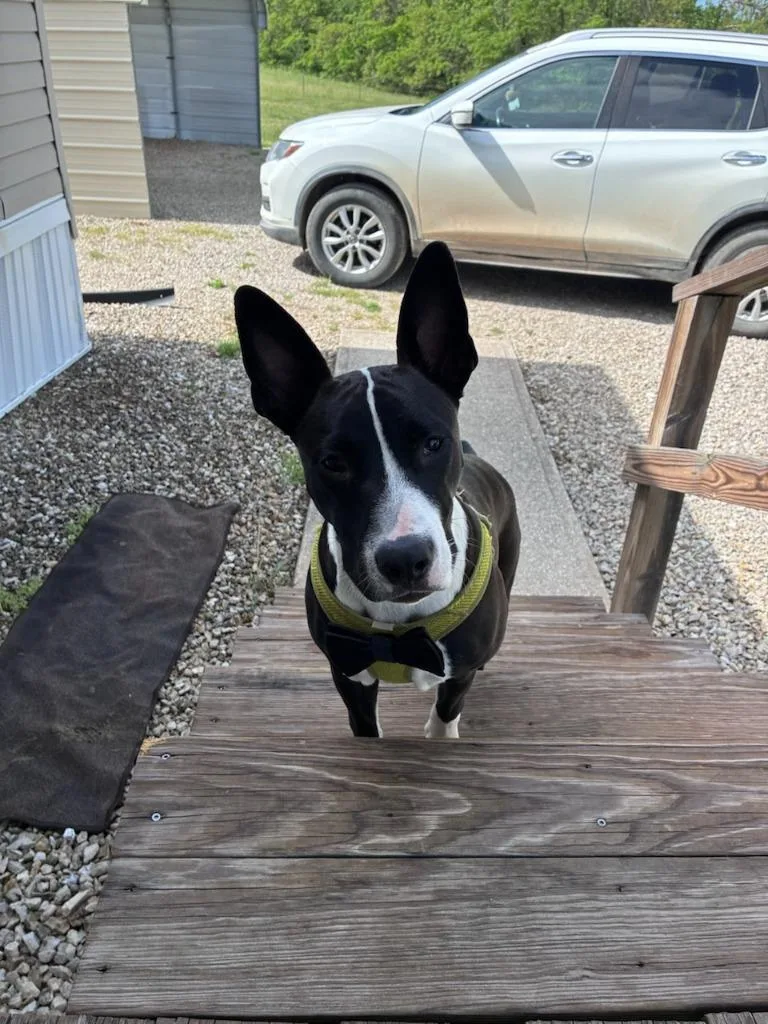A baby medium-sized male Mixed Breed dog named Diesel for adoption in Crocker, MO