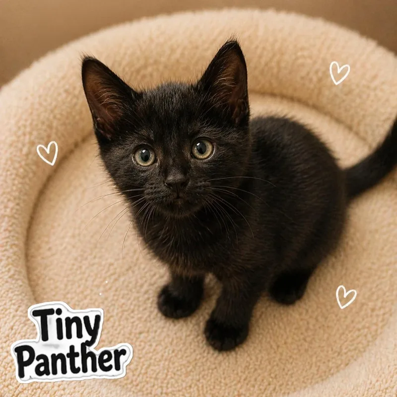 A baby medium-sized male Black Domestic Short Hair cat named Edmund for adoption in Quincy, OH