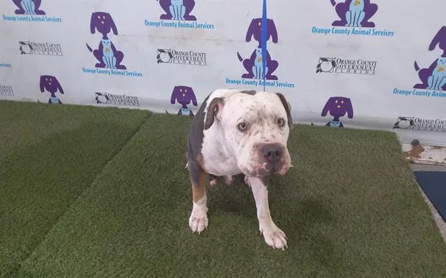 A young large-sized female American Staffordshire Terrier dog named Mocha for adoption in Orlando, FL
