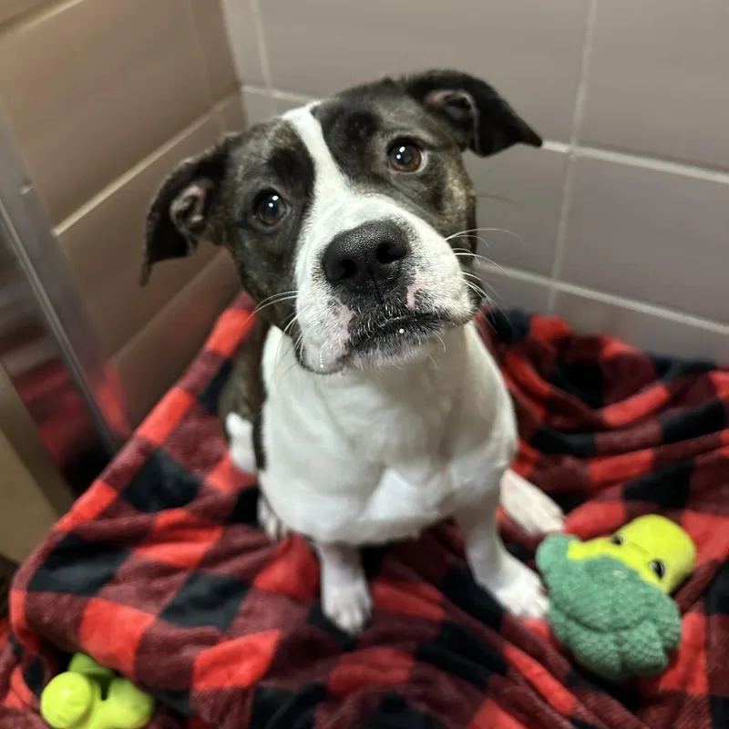 A young medium-sized female White / Cream Mixed Breed dog named Kota for adoption in Waukesha, WI