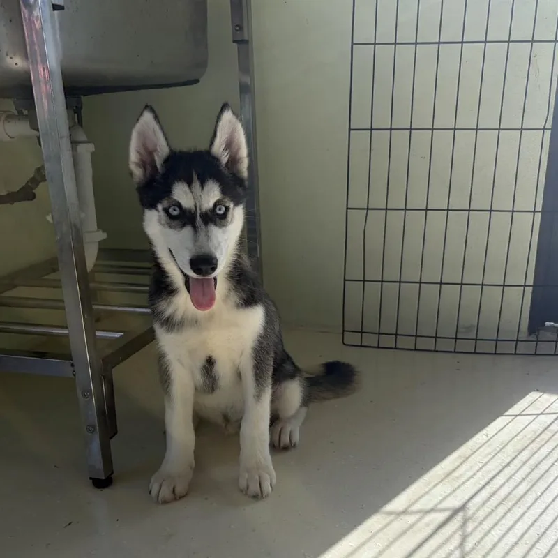 A baby small-sized male Black Husky dog named Stryker for adoption in LOXAHATCHEE, FL