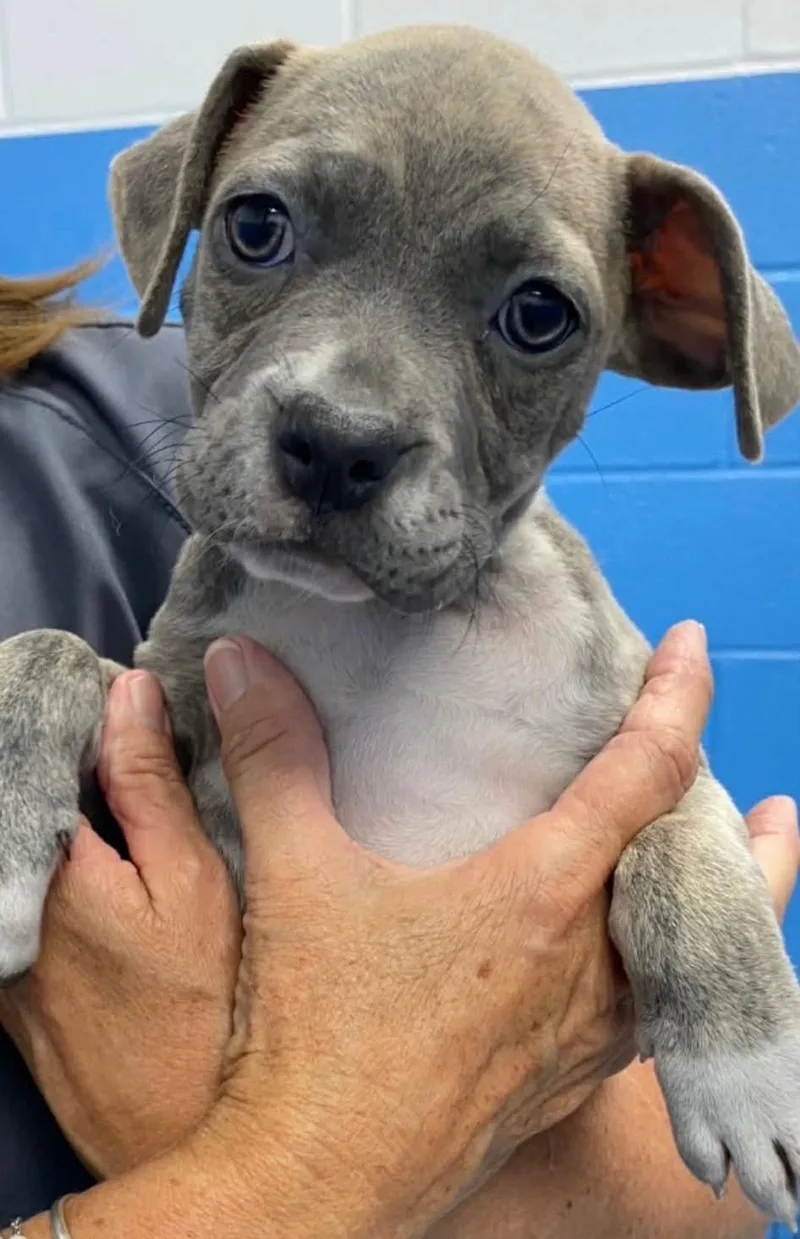 A baby medium-sized female Pit Bull Terrier dog named Sloth Bear for adoption in Carmel, NY