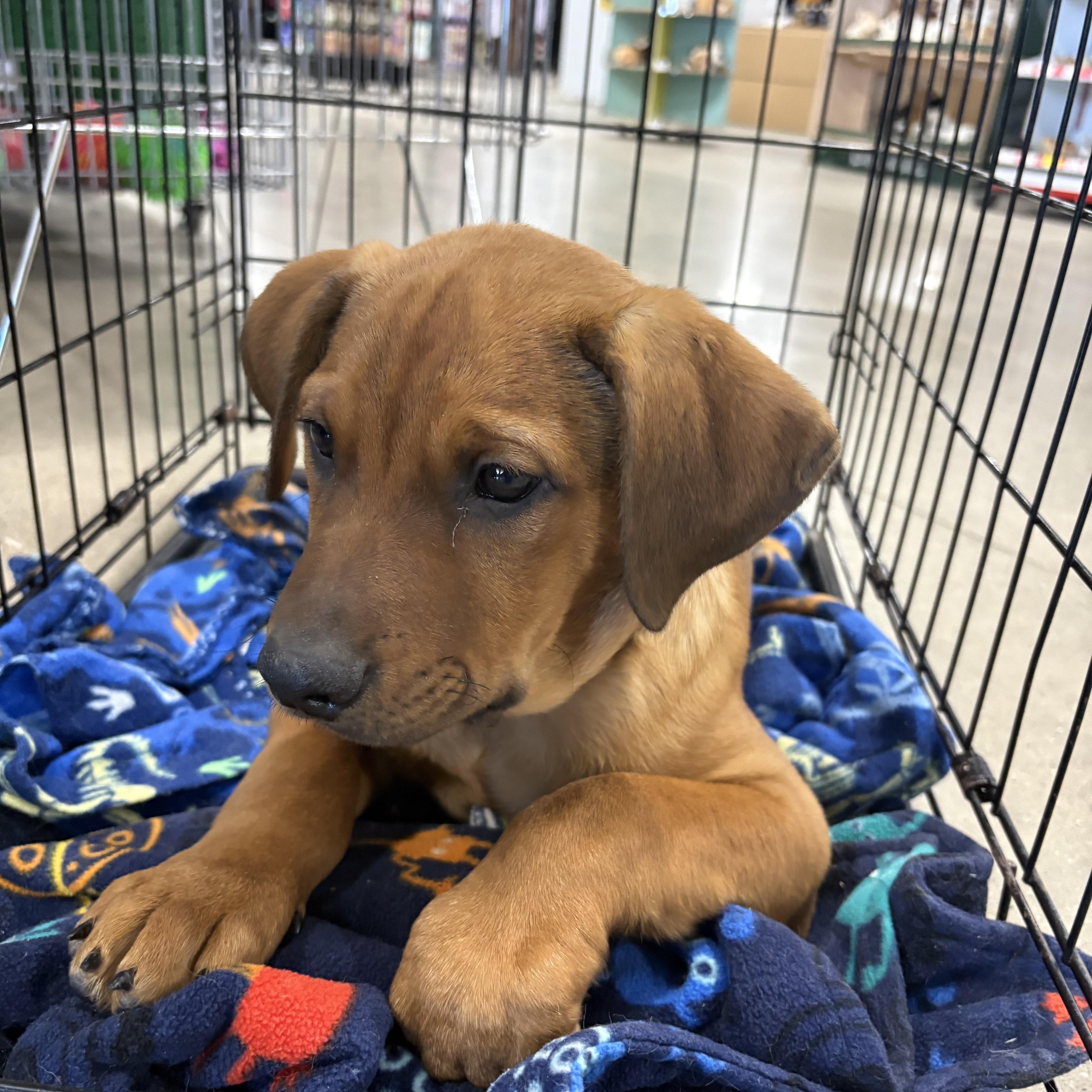 A young medium-sized male Terrier dog named Male Pup for adoption in Coldwater, MI