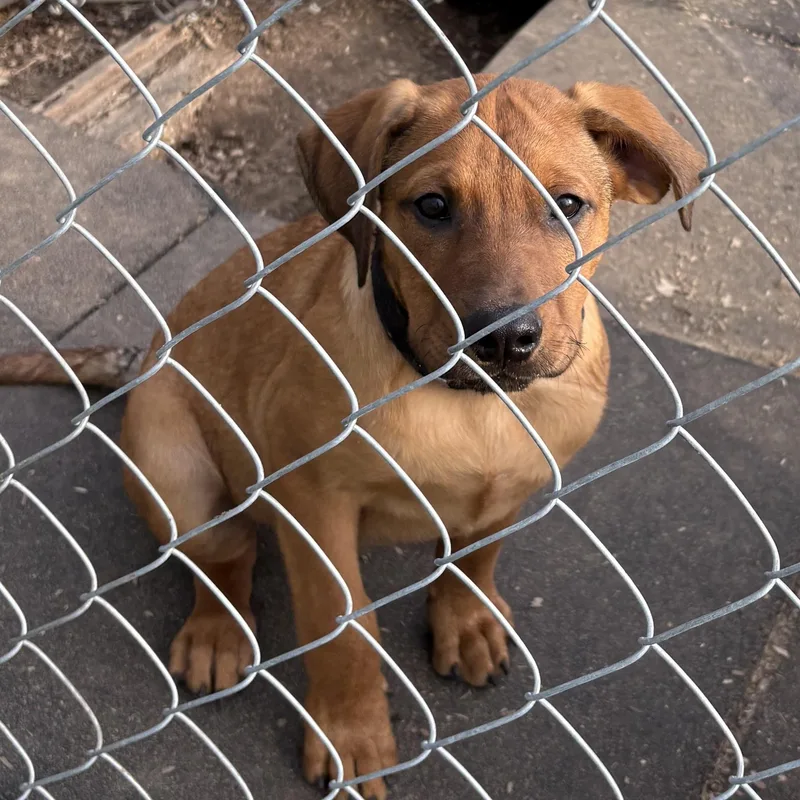 Male Pup thumbnail 2