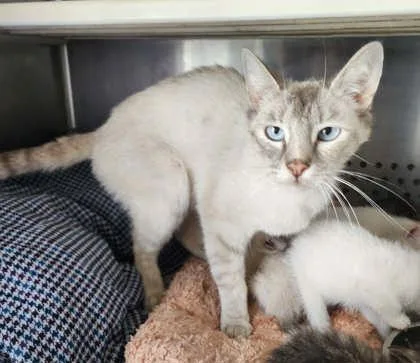 An adult medium-sized female Siamese cat named Cass Momma for adoption in Sullivan, IN