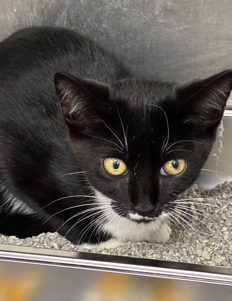 A baby small-sized female Domestic Short Hair cat named Arabella for adoption in Hartsville, SC
