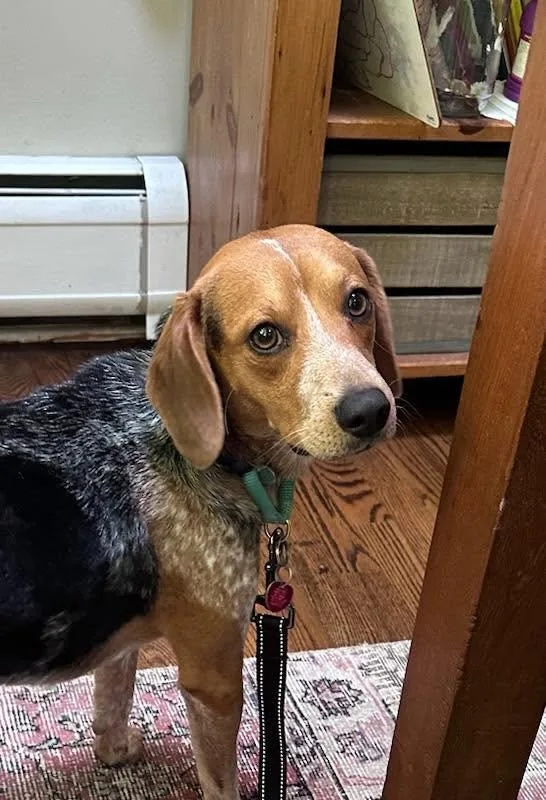 An adult small-sized male Tricolor (Brown, Black, & White) Beagle dog named Romeo for adoption in Riverdale, NJ