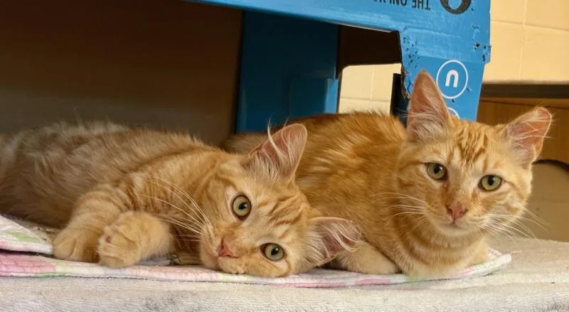 A young medium-sized male Orange / Red Domestic Medium Hair cat named Purrseus for adoption in Palo Alto, CA