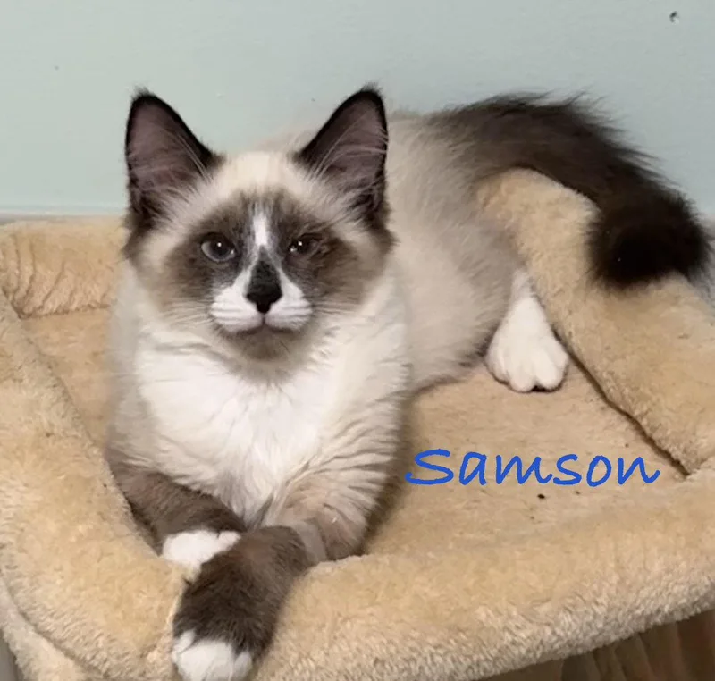 Samson thumbnail 2