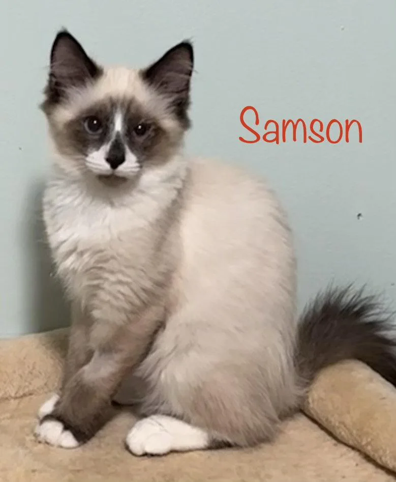 A young medium-sized male Buff / Tan / Fawn Domestic Medium Hair cat named Samson for adoption in Longwood, FL