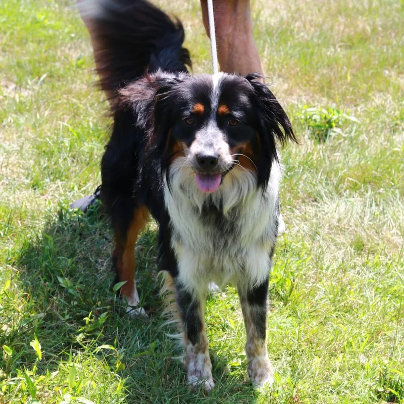 An adult medium-sized male Black Australian Shepherd dog named CT Solstice for adoption in Stormville, NY