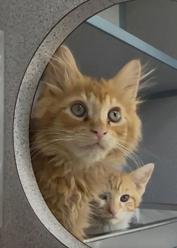 A baby small-sized male Domestic Long Hair cat named Meli for adoption in Skillman, NJ