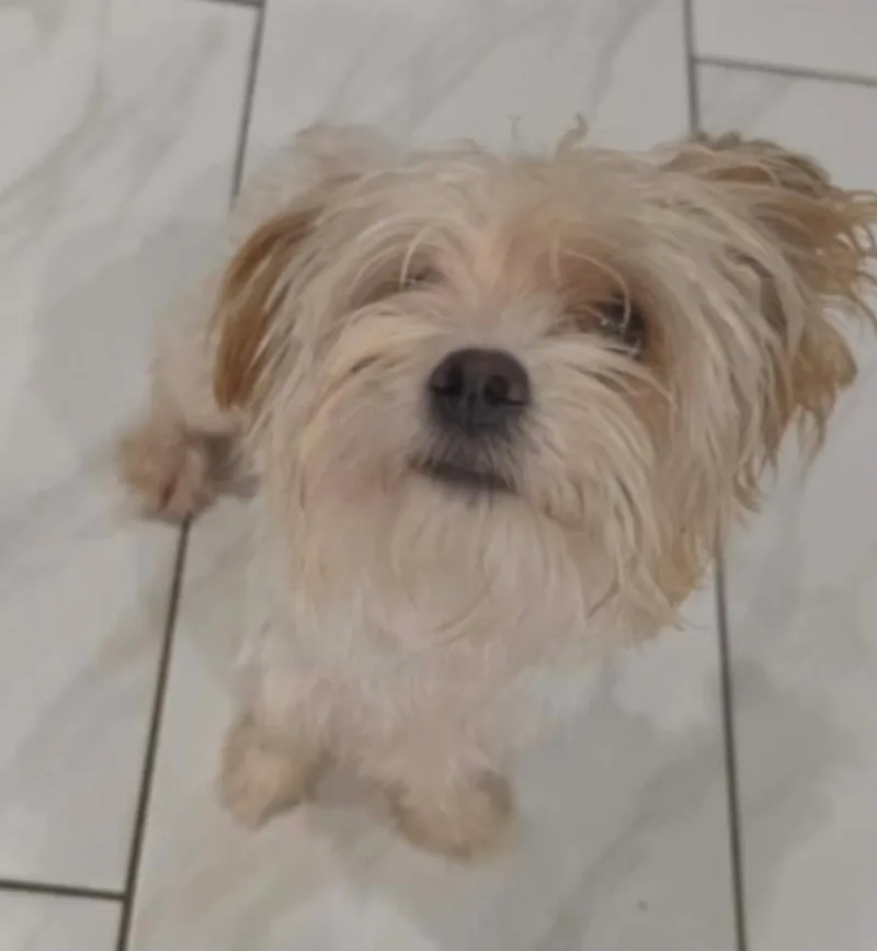 An adult small-sized female Maltese dog named Myla for adoption in Sedalia, CO