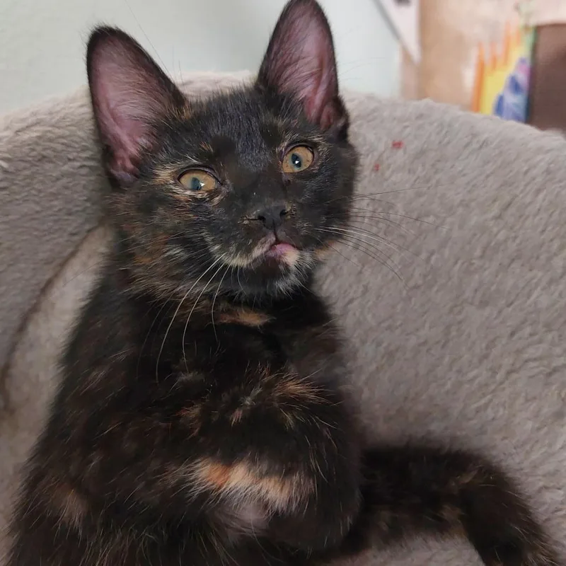 Ms. Frizzle thumbnail 2