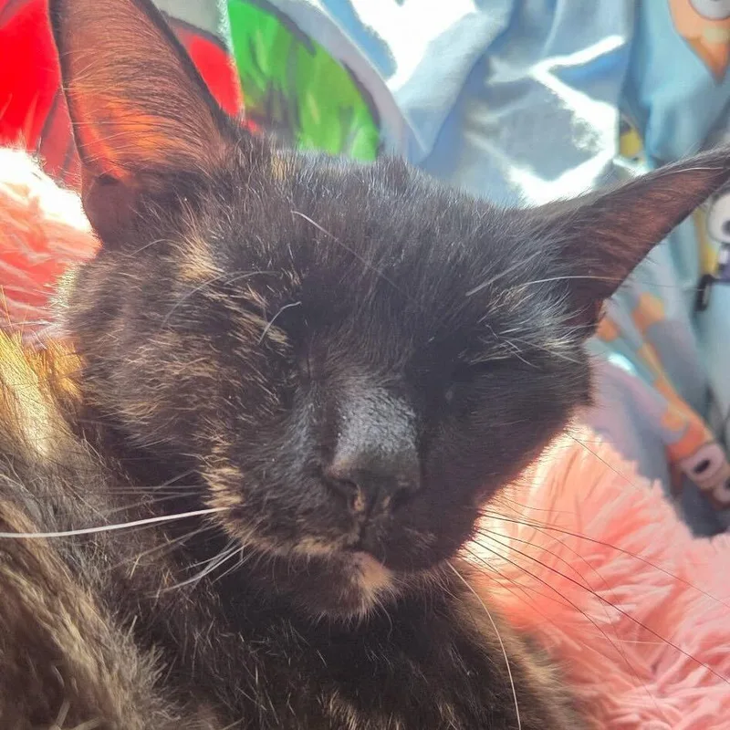 Ms. Frizzle thumbnail 3