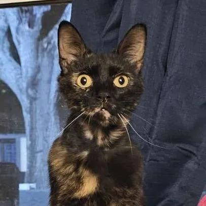 Ms. Frizzle thumbnail 4