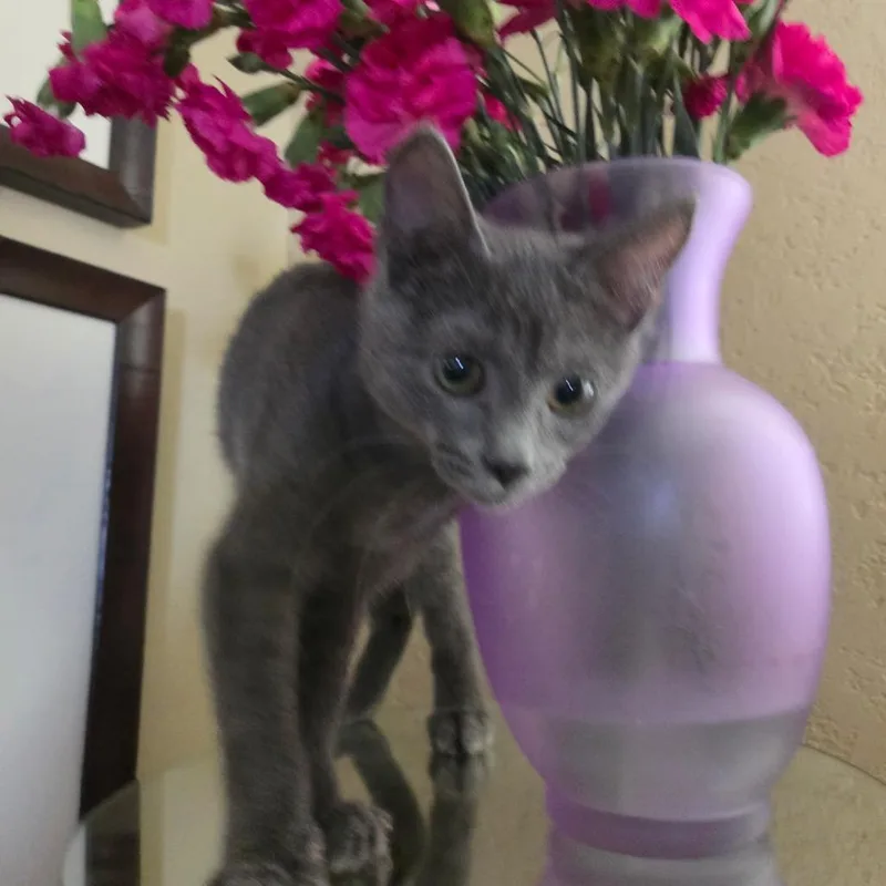 A baby small-sized male Gray / Blue / Silver Domestic Short Hair cat named Leo for adoption in San Antonio, TX