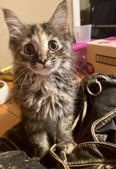 A baby medium-sized female Dilute Tortoiseshell Domestic Long Hair cat named Zara for adoption in Hillsboro, OR