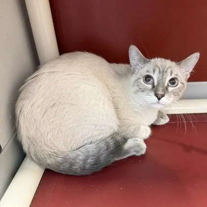 A baby small-sized male Siamese cat named Tim for adoption in Janesville, WI