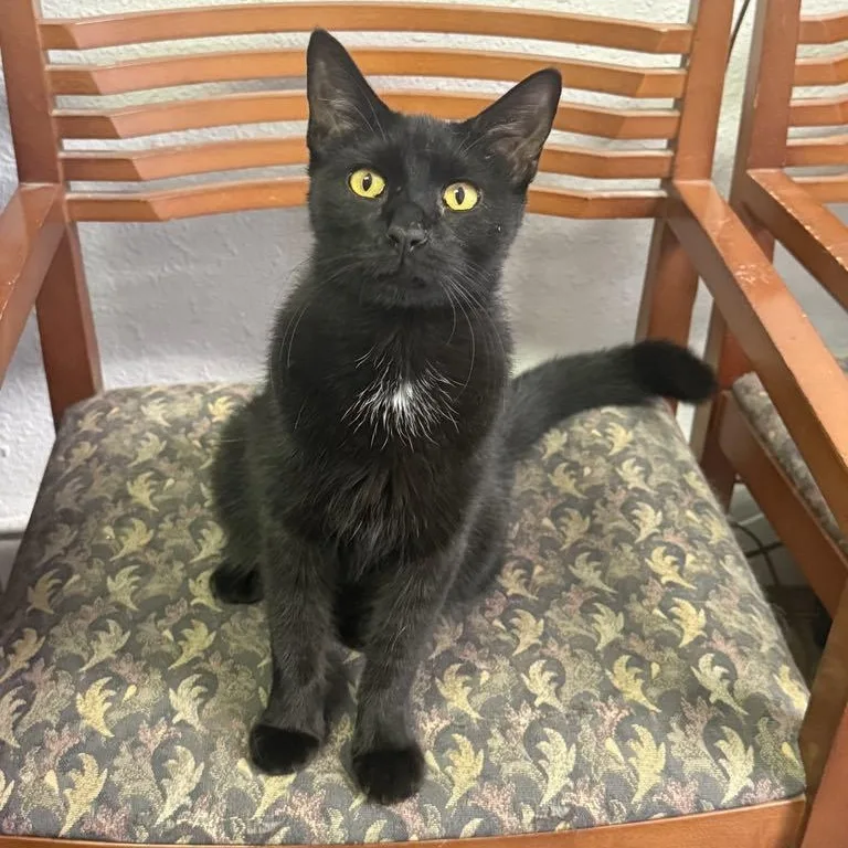 An adult medium-sized male Black Domestic Short Hair cat named Beary for adoption in Antioch, CA