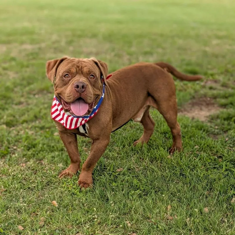 An adult large-sized male Brown / Chocolate American Staffordshire Terrier dog named Bewford for adoption in Norfolk, NE