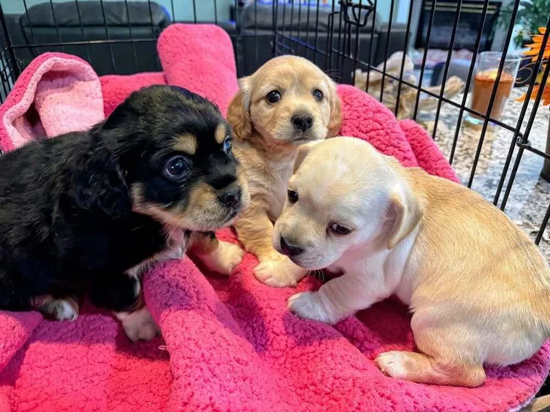 A baby small-sized male Cocker Spaniel dog named CockaChi Bs : Ben for adoption in Aurora, IN