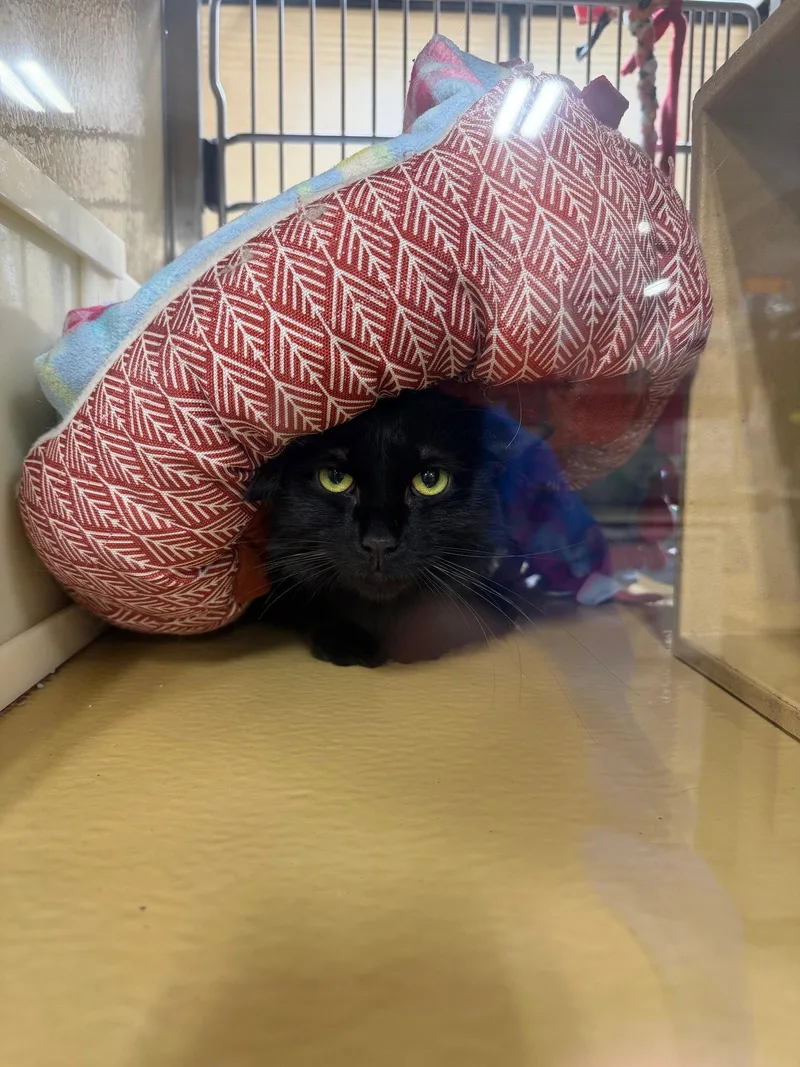 An adult medium-sized female Black Domestic Medium Hair cat named Smokey for adoption in Wheaton, IL