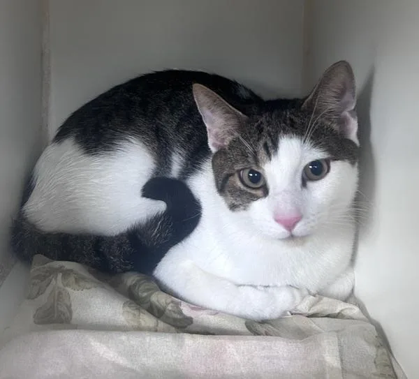 A young medium-sized male Domestic Short Hair cat named Jessy for adoption in Staten Island, NY