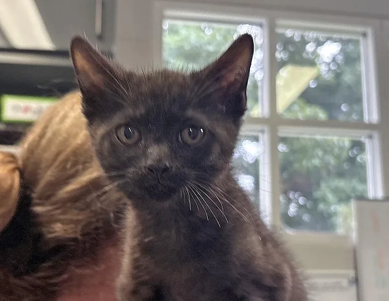 A baby small-sized male Black Domestic Short Hair cat named Drama for adoption in Columbus, IN