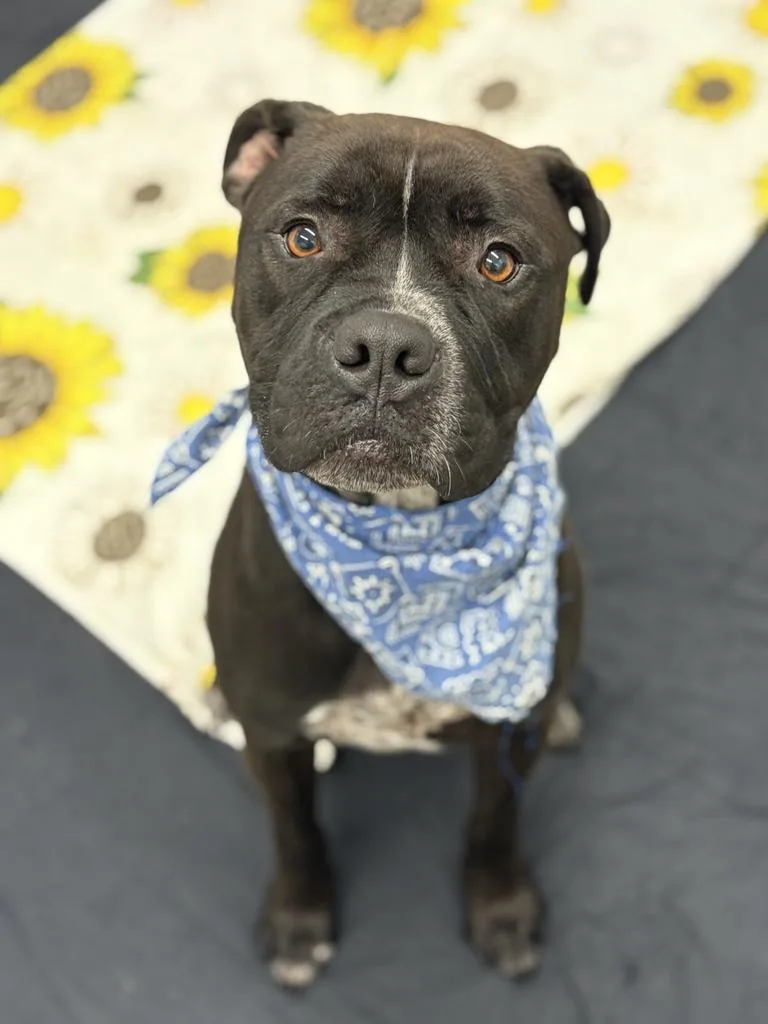 A young medium-sized male Mixed Breed dog named Bac for adoption in Detroit, MI