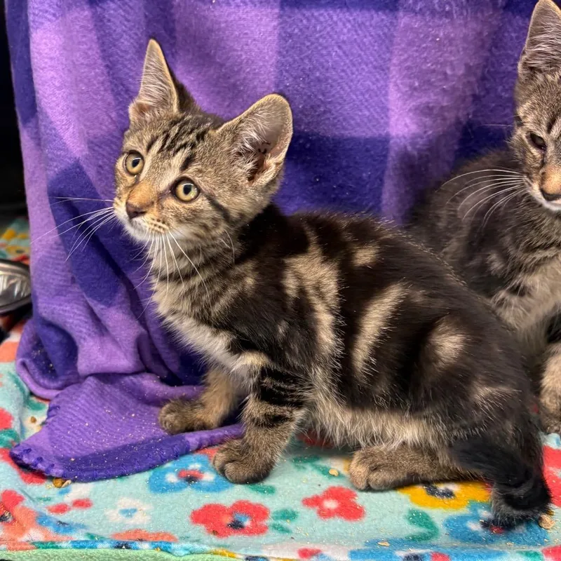 A baby small-sized female Brown / Chocolate Domestic Short Hair cat named Sandy for adoption in Morganton, NC