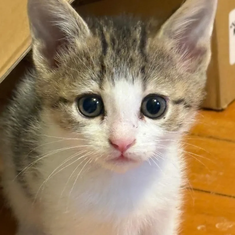 A baby small-sized male Brown / Chocolate Domestic Short Hair cat named Gambit for adoption in Medina, OH