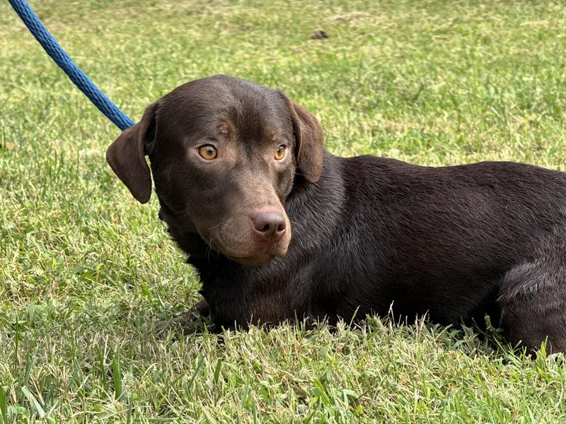 A young small-sized male Chocolate Labrador Retriever dog named Roadie for adoption in Meherrin, VA