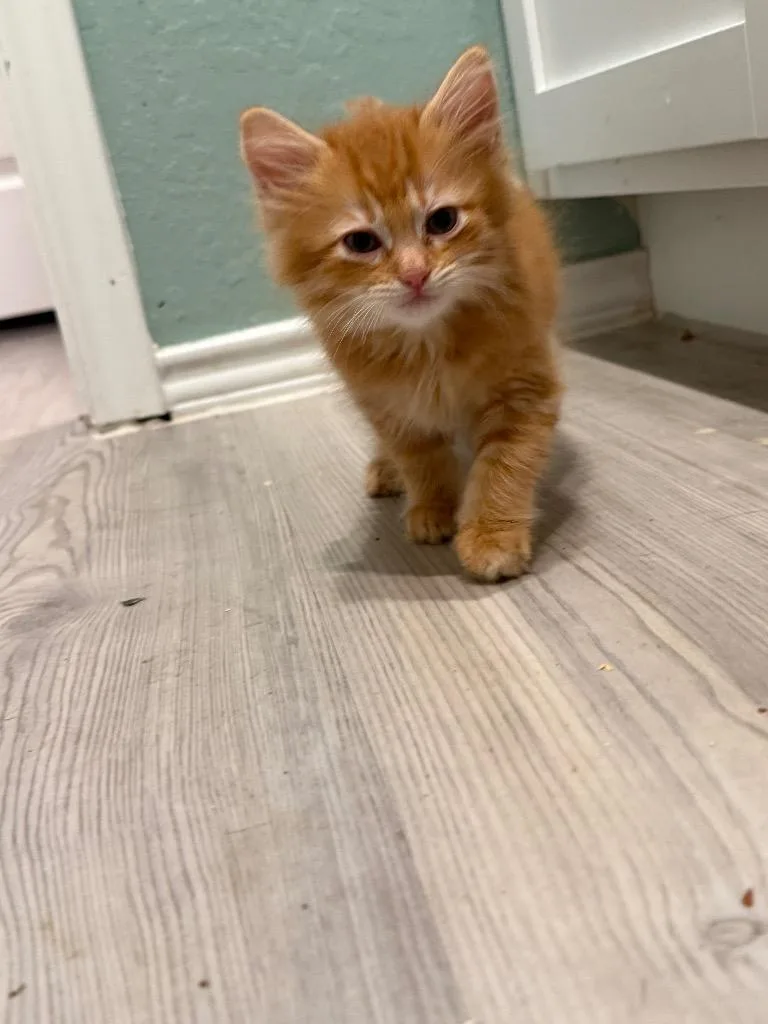 A baby large-sized male Maine Coon cat named Dwayne "the Rock" Johnson for adoption in New Braunfels, TX