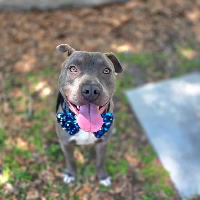 A young medium-sized male Gray / Blue / Silver Mixed Breed dog named Chico for adoption in Port Charlotte, FL