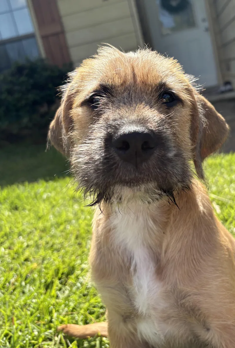 Cinnamon thumbnail 2