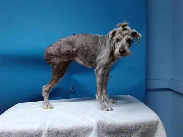 A senior medium-sized female Schnauzer dog named Fifi for adoption in Gardena, CA