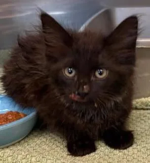 A baby small-sized female Domestic Medium Hair cat named Road Rash for adoption in Lampasas, TX
