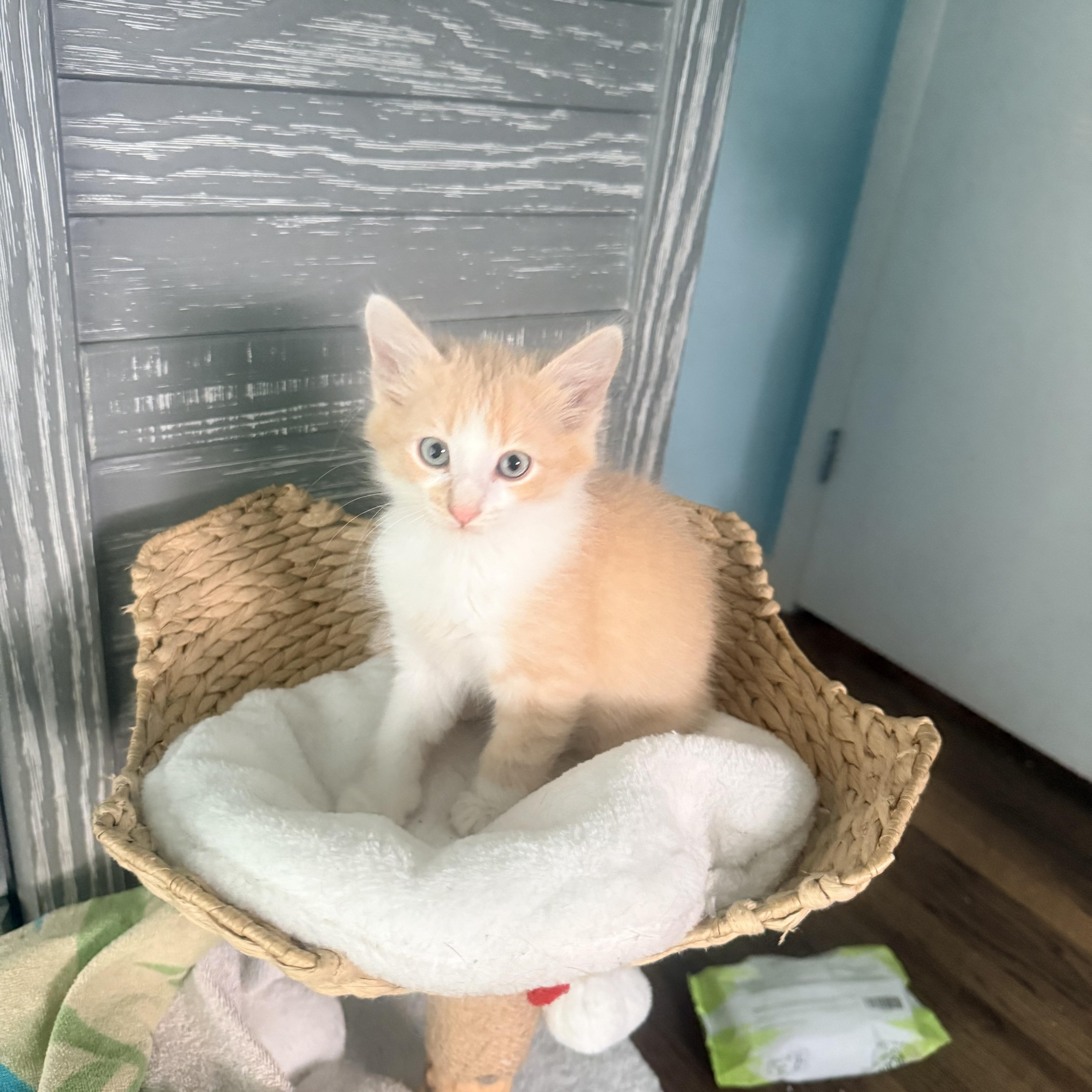 A baby extra large-sized male Buff & White Domestic Medium Hair cat named Baloo for adoption in White Lake, MI
