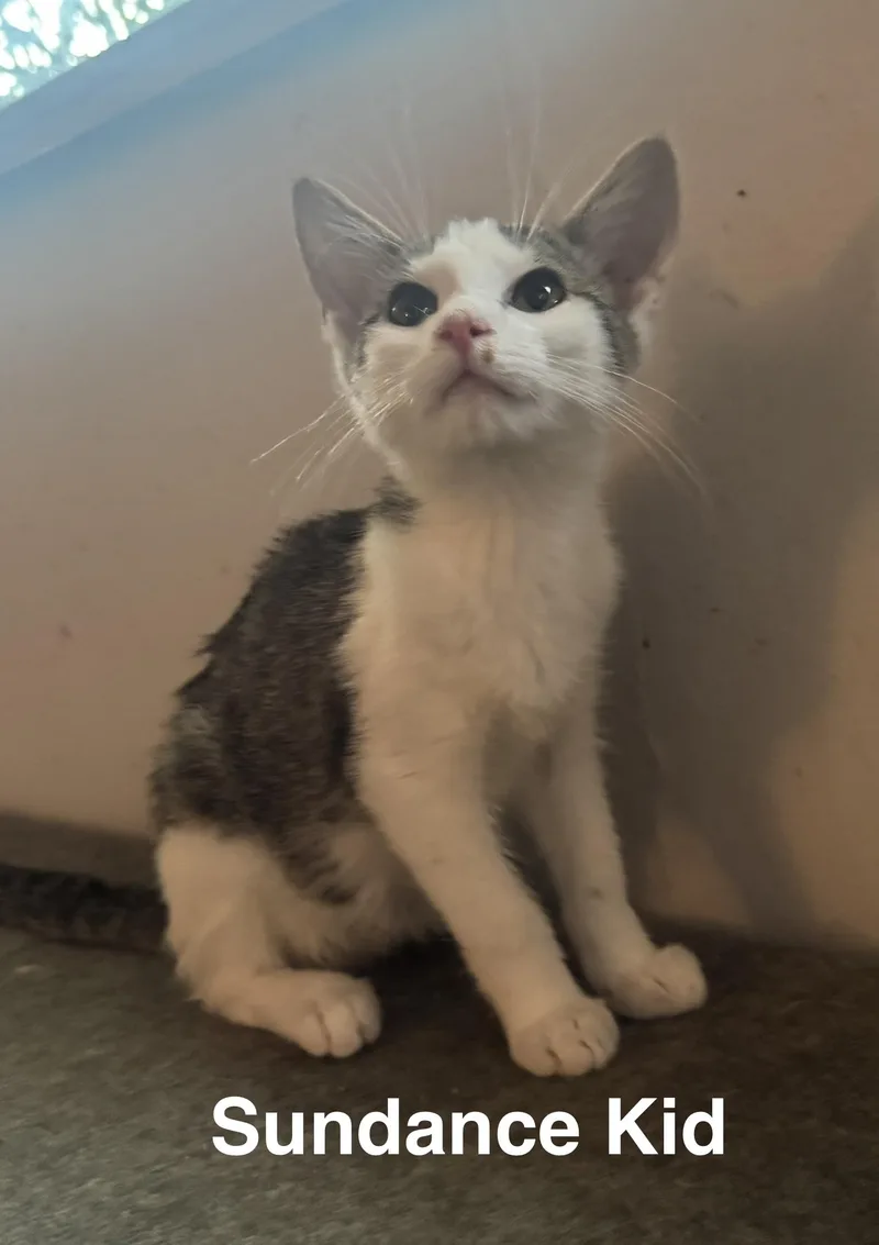 A baby medium-sized male Tabby (Gray / Blue / Silver) American Shorthair cat named Sundance kid for adoption in Massillon, OH