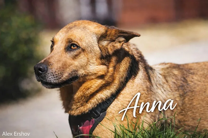 A young medium-sized female German Shepherd Dog dog named Anna for adoption in Allen, TX